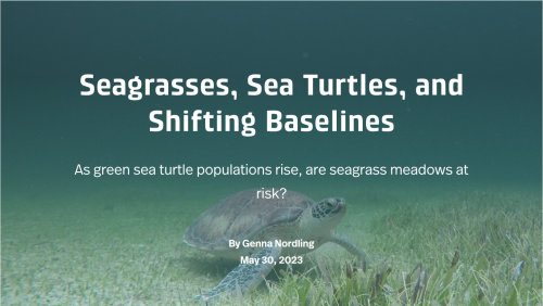 seagrasses, sea turtles and shifting baselines